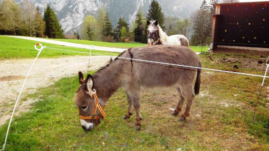 Ferienhof Gindl Und Gaestehaus Gindl Tauplitz Luaran gambar